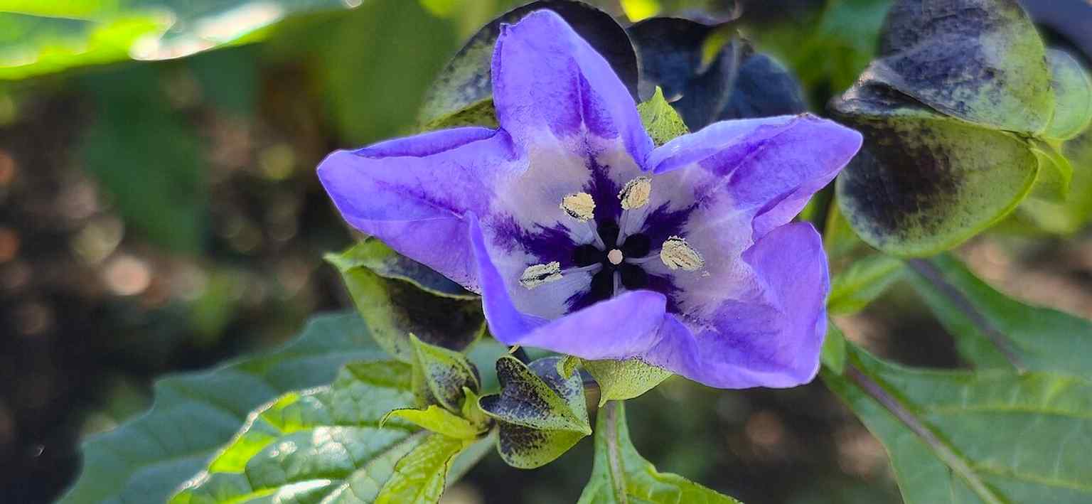 Nicandra physalodes in flower inside the botanical garden — a reminder that the Kruidtuin is still used to display and label plants for study.