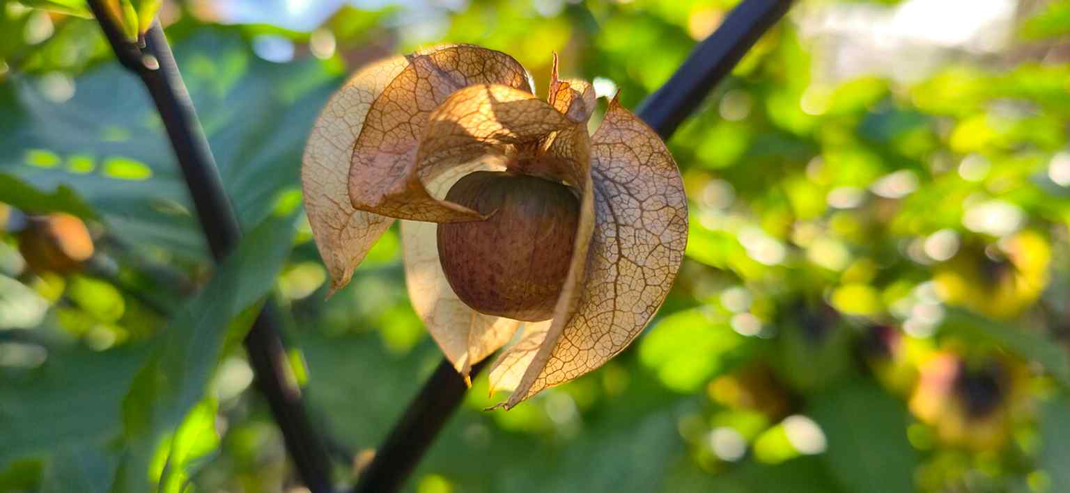 The fruiting stage of Nicandra physalodes, photographed in the Kruidtuin, highlighting the garden’s ongoing botanical documentation of species and growth stages.